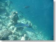 �J�X�~�A�W