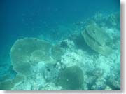 �h���b�v�I�t�ɑ����X��