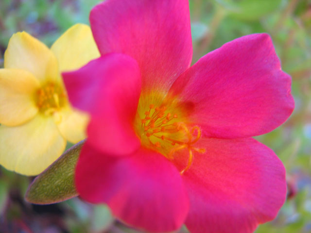 ���F�ƐԂ̉�