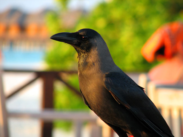 �[�������߂�J���X