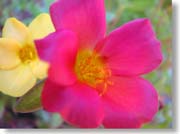 ���F�ƐԂ̉�