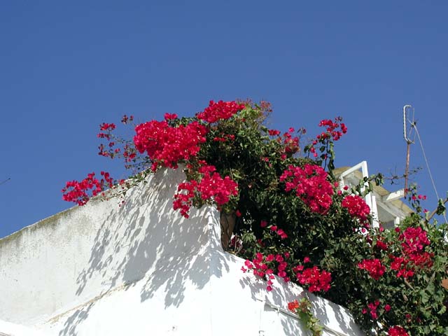 ����Ɛ^���Ԃȉ�