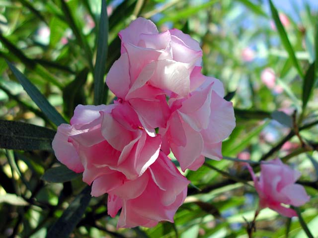 ���[���G�̉�