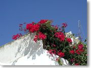 ����Ɛ^���Ԃȉ�