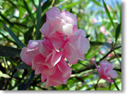 ���[���G�̉�