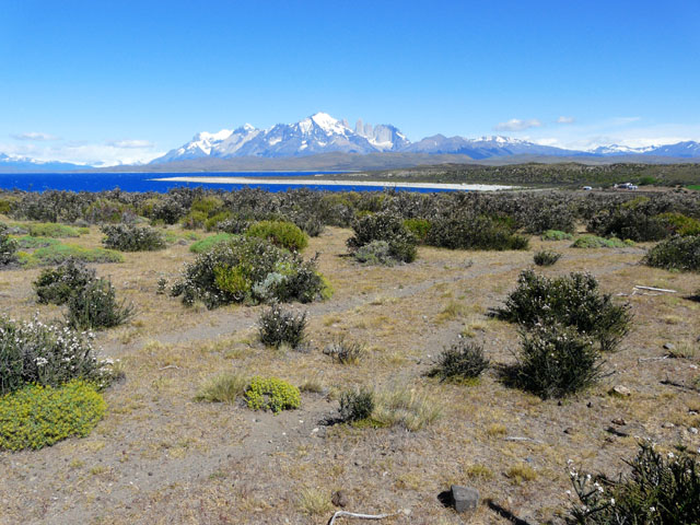 �p�C�l�P�i���C�h�j