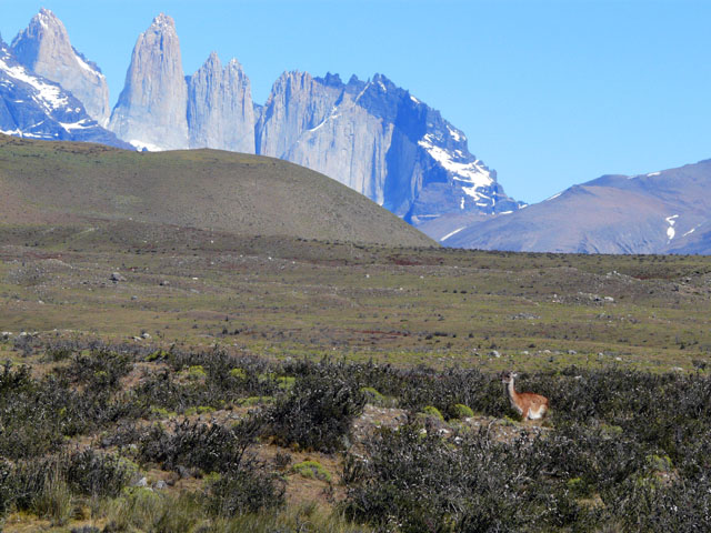 �O�A�i�R�ƃp�C�l