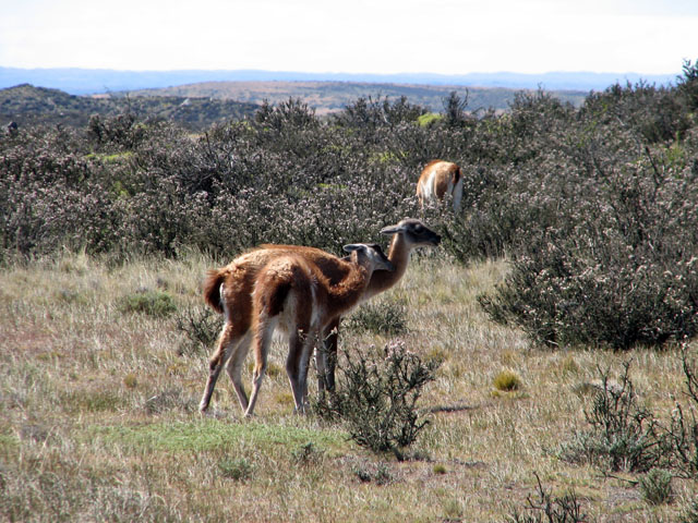 �Y���O�A�i�R