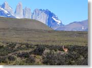 �O�A�i�R�ƃp�C�l