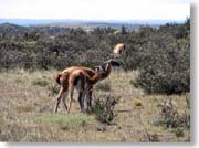 �Y���O�A�i�R