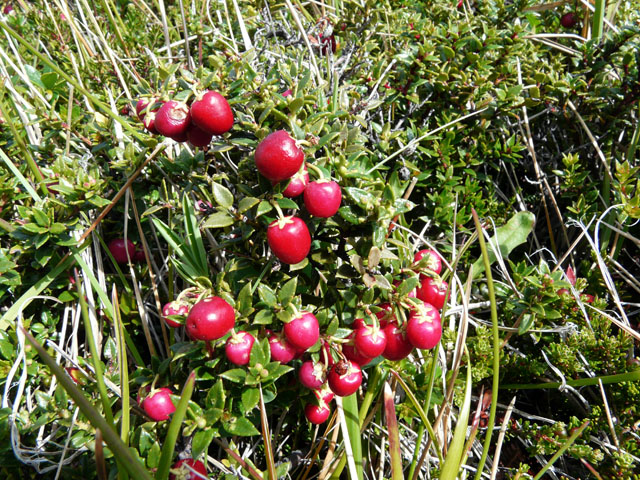 �`���E���̎�