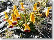 �_�[�E�B���L���`���N�\�E