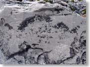 �A���̉���