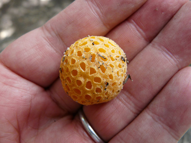 ��̕��̃p���E�f�E�C���f�B�I