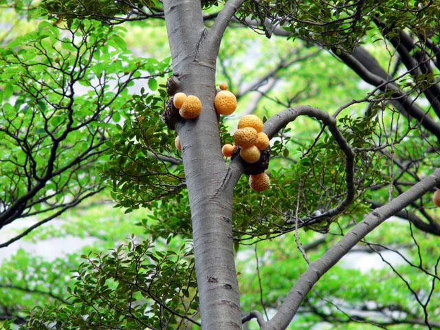 �p���E�f�E�C���f�B�I