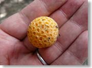 ��̕��̃p���E�f�E�C���f�B�I