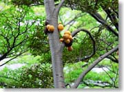 �p���E�f�E�C���f�B�I