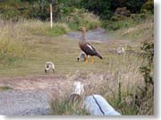 �ЂȒ������e