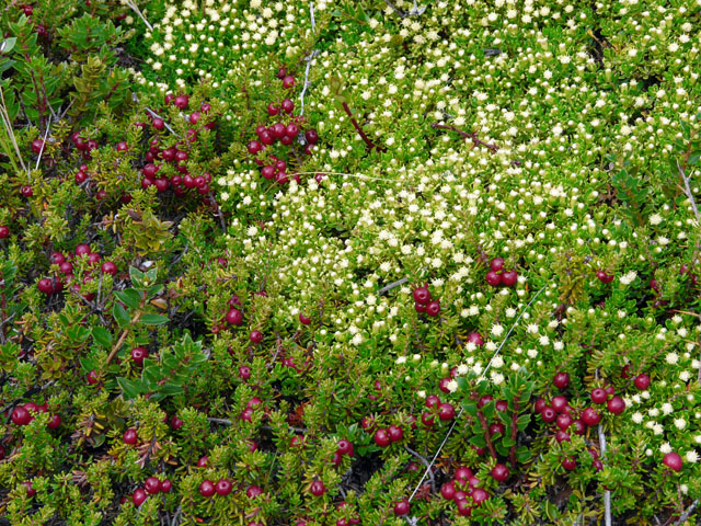 ���t�q�I�O�̑���