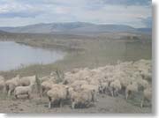 ���H�����f����r�B