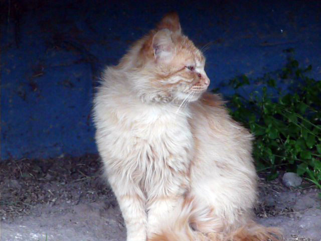 �R���j�b�V���r�[�`