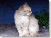 �z�e���O�̔L