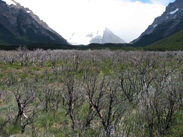 �Ύ��̏Ă���