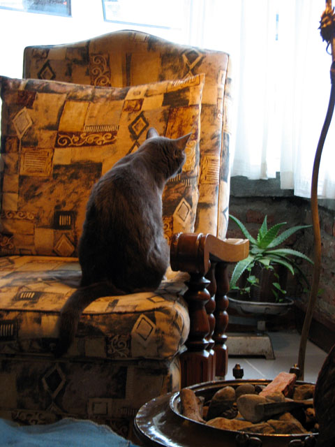 ���f�B�Ƃ������̔L