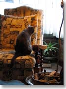 ���f�B�Ƃ������̔L