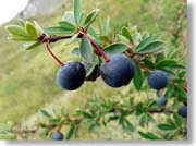 �J���t�@�e�̎�