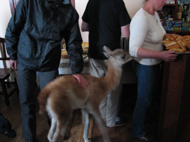 �O�A�i�R�̎q��