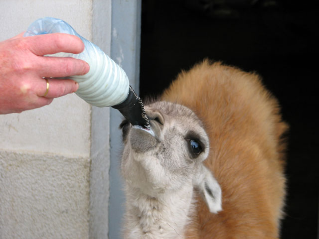 �~���N�����ރO�A�i�R�̎q��