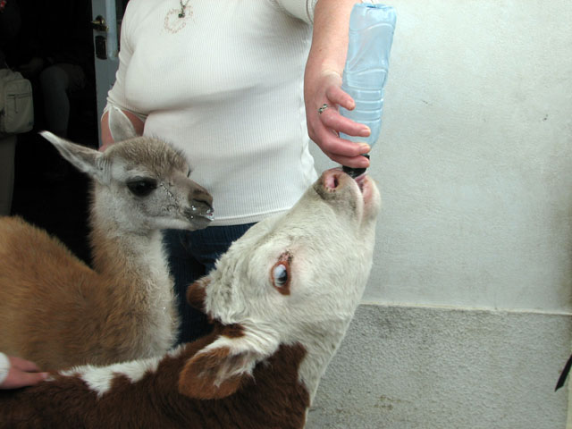 �O�A�i�R�̎q���Ǝq��