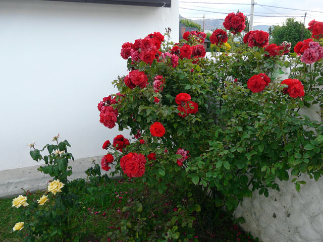 �����̊O�̃o���̉�