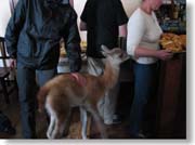 �O�A�i�R�̎q��