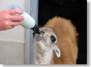 �~���N�����ރO�A�i�R�̎q��