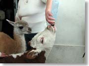 �O�A�i�R�̎q���Ǝq��