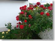 �����̊O�̃o���̉�