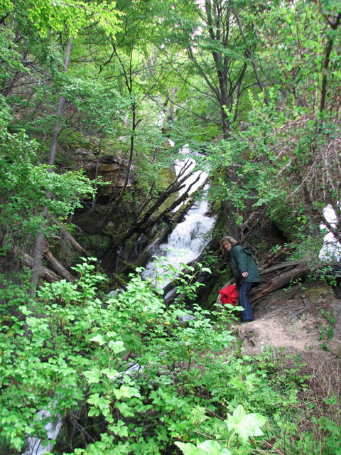 �}�J���[�i�̑�