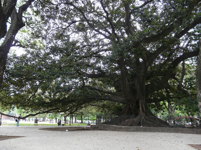 �T���E�}���e�B���L��̑傫�Ȏ�