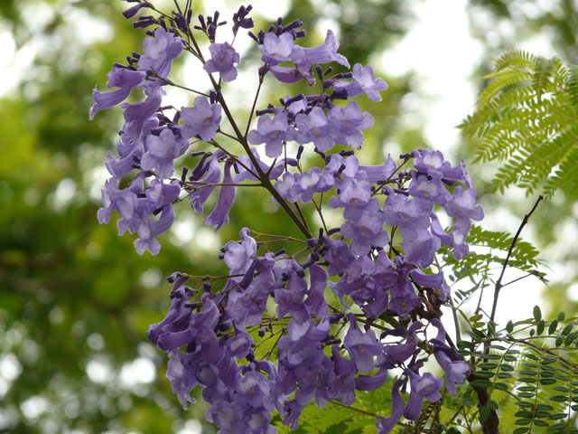 �W���J�����_�̉�