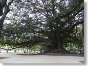 �T���E�}���e�B���L��̑傫�Ȏ�