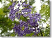 �W���J�����_�̉�