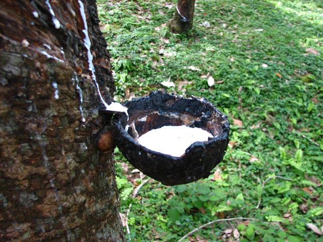 �S���v�����e�[�V�����̐X