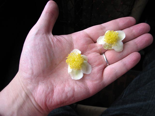 �����̉�