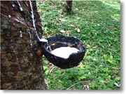 �S���v�����e�[�V�����̐X