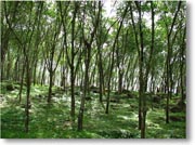 �S���v�����e�[�V�����̐X