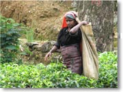 �k�����E�G���A�̒����̏���