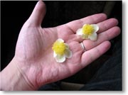 �����̉�