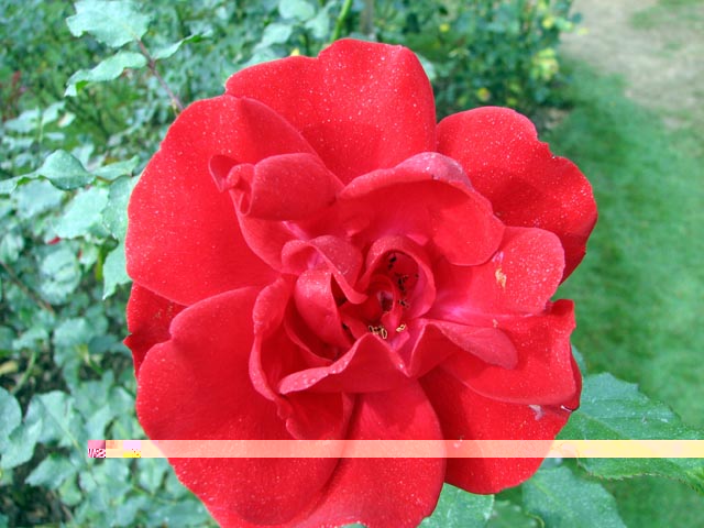 �Ԃ��o���̉�